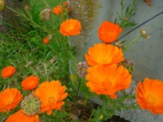 Blumen orange